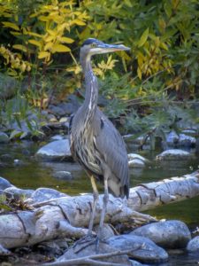 Great Blue Heron, Chico, CA, JHD