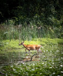 Deer in Swan Lake, Julie Danan