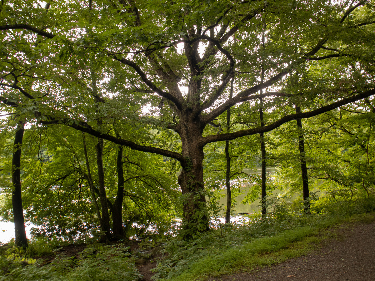 tree-glamshot