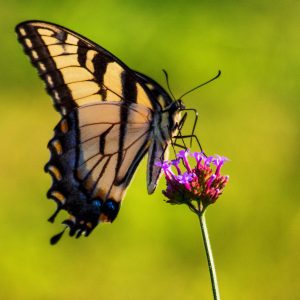Swallowtail Butterfly, Julie Danan